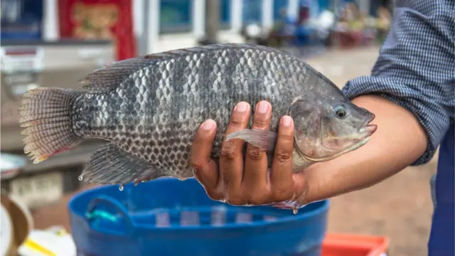তেলাপিয়া চাষ পদ্ধতি