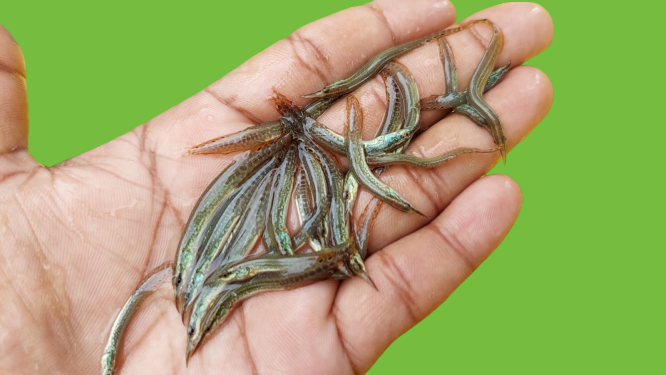 তারা বাইম